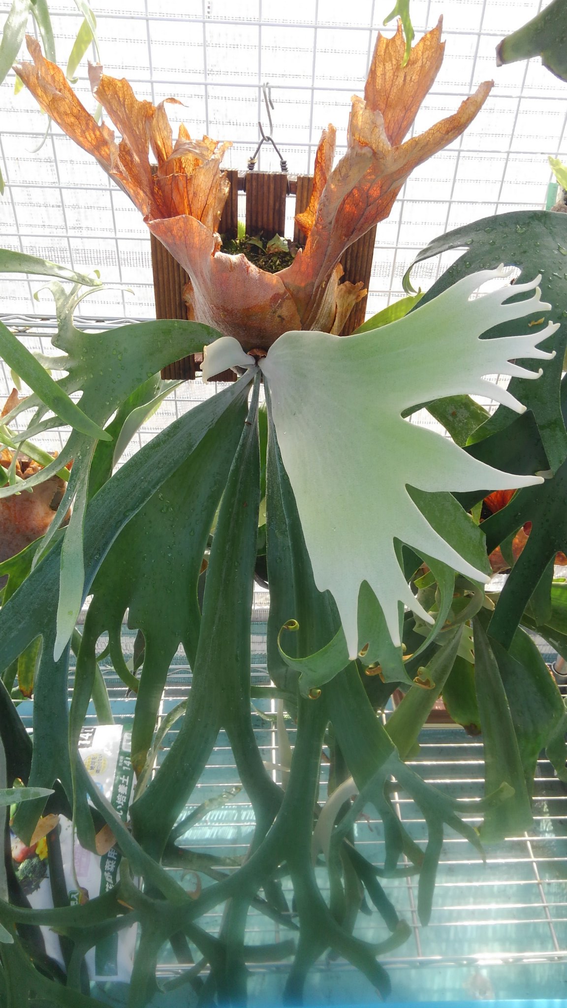 P.'Catpaw' ビカクシダ ビカクシダ OMG P. willinckii 'OMG' TC【167】 | PROTOLEAF