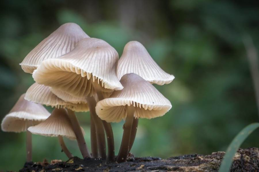 PictureMushroom's tweet photo. So beautiful. https://t.co/2SV06R51Kc