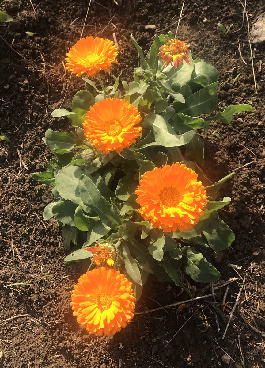 GaylesHire's tweet photo. Lovely old English marigolds are still flowering on our nursery plot in Dorset bringing sun sunshine @dorset @flowers @wildlife #Dorset #flowers #nature https://t.co/OE5gJCdjkz