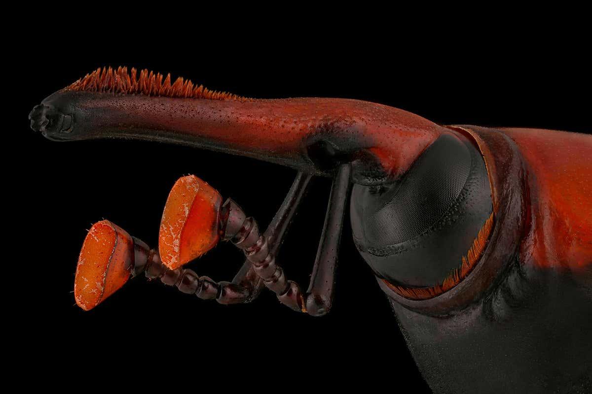 newscientist's tweet photo. Mofeed Abu Shalwa began photographing insects partly as a way to overcome his childhood fear of them. This shot of a red palm weevil won him Luminar Bug Photographer of the Year 2020. @bugawards #bugawards
https://t.co/Z4hkoyZ8kV https://t.co/kXtXsIjyVR