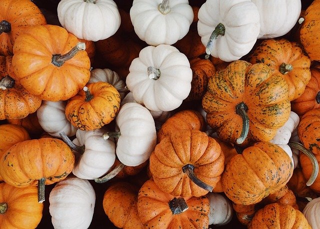 RivieraEventi's tweet photo. La zucca, un simbolo della stagione autunnale con cui si possono preparare tantissimi piatti..uno tra tutti, tipico della zona di Camporosso, sono i Barbagiuai..ravioloni fritti ripieni di zucca e formaggio..trovate la ricetta sul nostro sito https://t.co/DfS5HEKZ9d https://t.co/nzB0wGShMQ