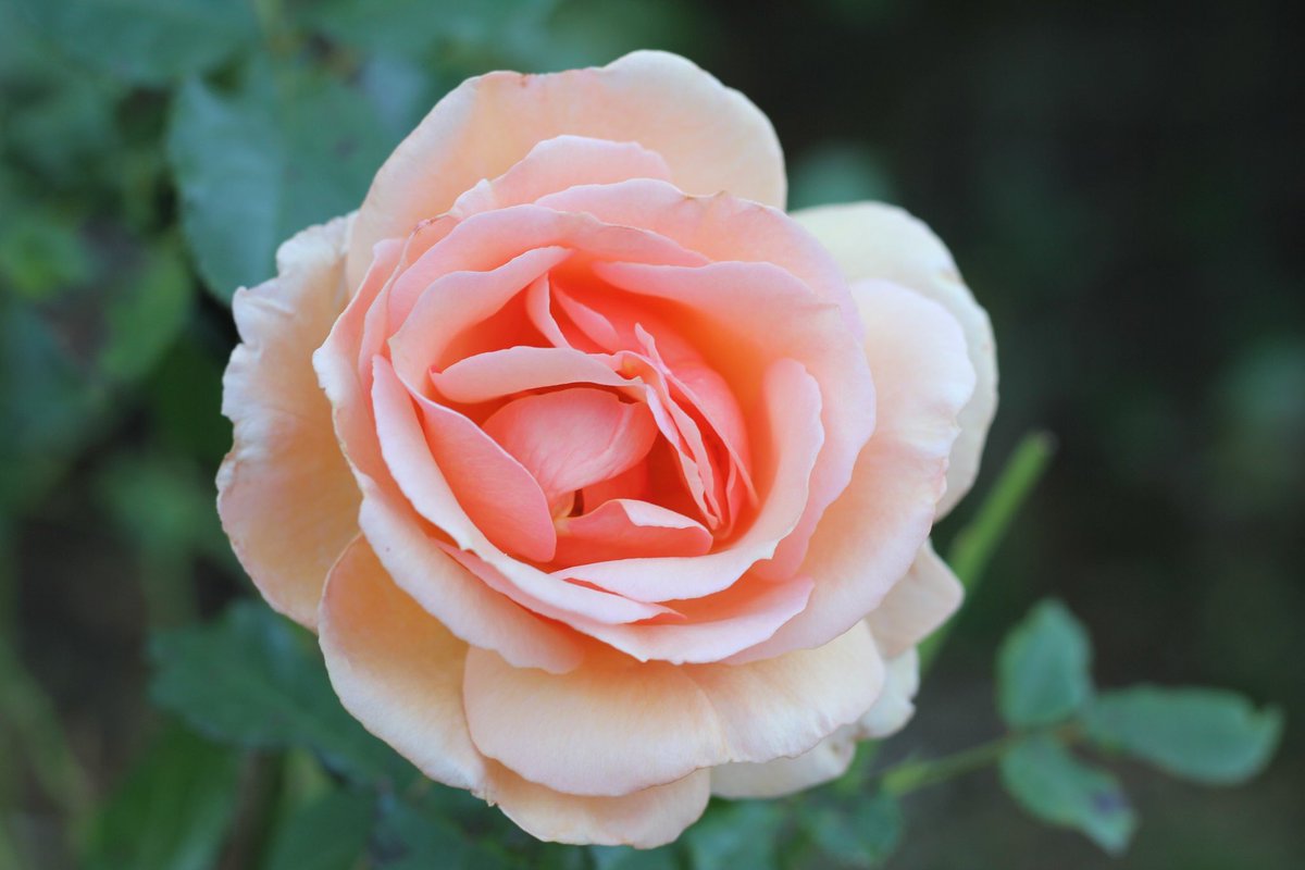 H 薔薇二曲 Etiketa Sto Twitter