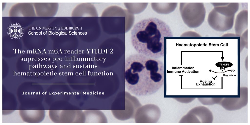 Biological Sciences | University of Edinburgh (@sbsated) on Twitter photo How do blood stem cells protect themselves from burnout whilst fighting an infection?
<a href="/CarrollDonal/">Donal O'Carroll</a> study <a href="/JExpMed/">Journal of Experimental Medicine</a> reveals YTHDF2 protein regulates inflammatory response…
Prevents premature aging & allows production healthy blood cells throughout life
edin.ac/36hXcGz How do blood stem cells protect themselves from burnout whilst fighting an infection?
<a href="/CarrollDonal/">Donal O'Carroll</a> study <a href="/JExpMed/">Journal of Experimental Medicine</a> reveals YTHDF2 protein regulates inflammatory response…
Prevents premature aging & allows production healthy blood cells throughout life
edin.ac/36hXcGz