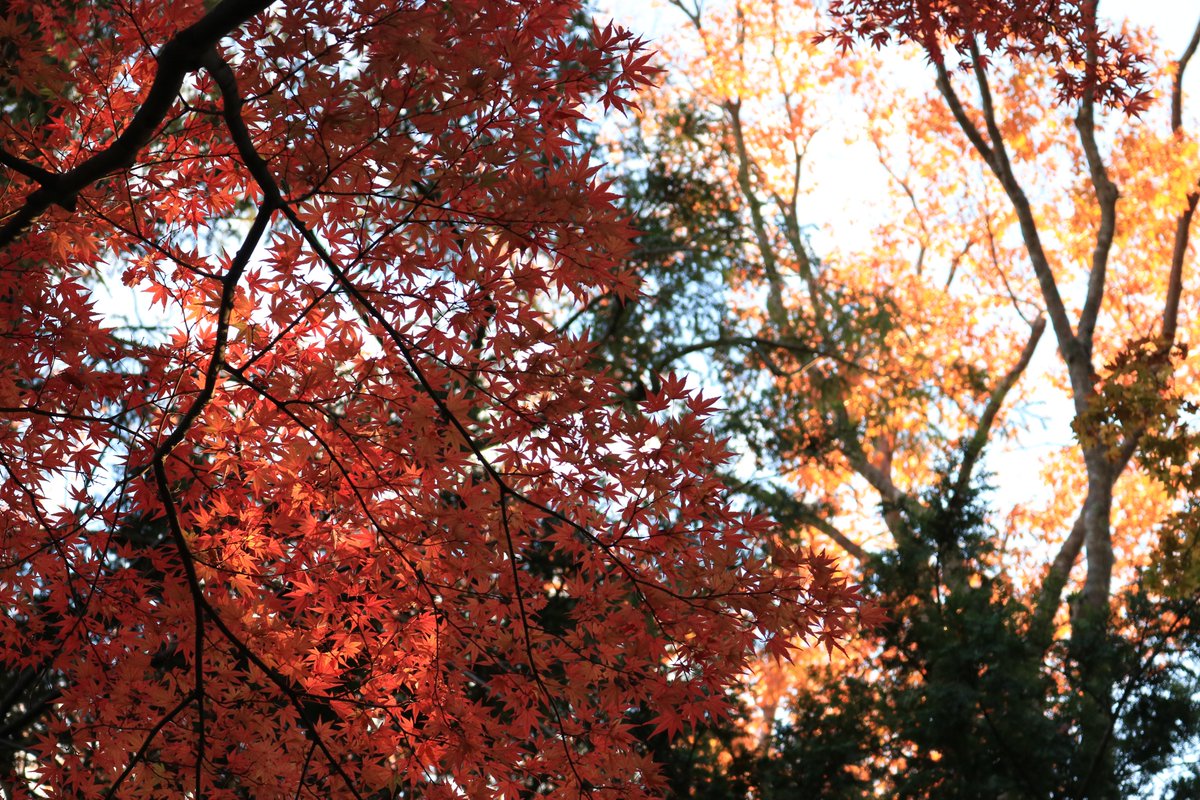 東近江市観光協会 紅葉状況 見頃間近 永源寺山門前は見頃です 全体ではまだ緑も多いですが 深い赤に染まった木もちらほら コントラストを楽しめるのは今だけ 紅葉状況 紅葉実況 紅葉 永源寺 紅葉名所 紅葉スポット 滋賀紅葉 東近江