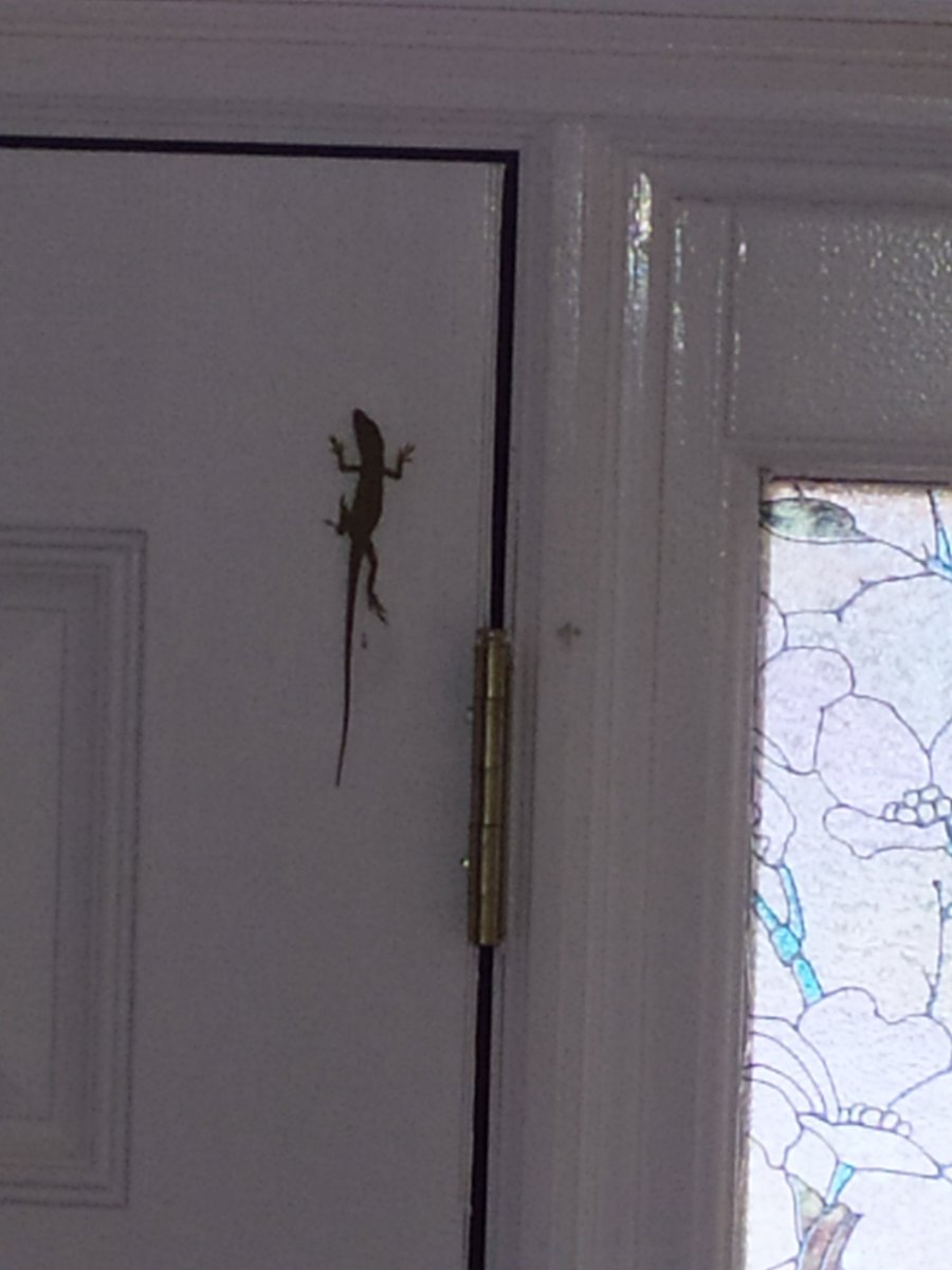 KwienQ's tweet photo. Had a little visitor inside our front door this morning, completely harmless. 🤓 After the pic, I gathered the young #lizard and put back #outside. Might have hitched ride in on a plant. Safe and sound back outside! 🦎
#UpstateSC #GreenvilleSC #yeahTHATgreenville https://t.co/Kp9X4zyNs0