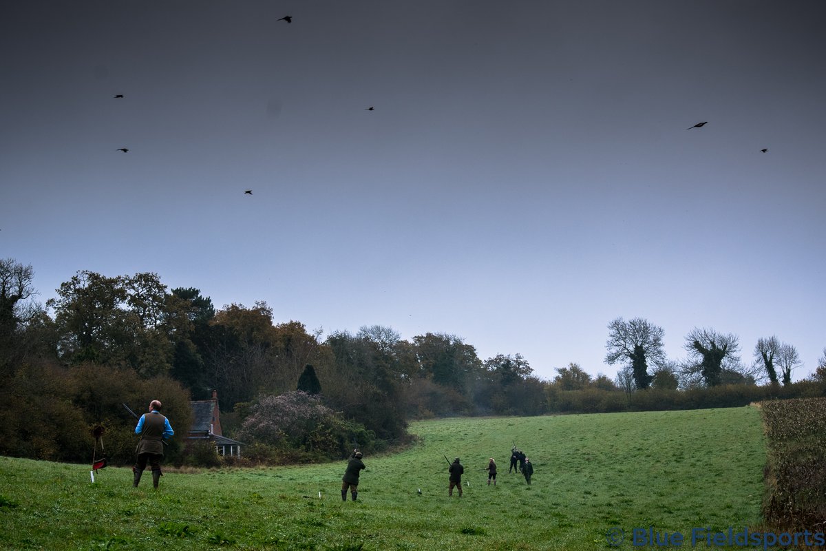 bluefieldsports's tweet photo. Now that's a good sky!⁣

#pheasant #grouse #gamebird #game #birds #shotgun #doublebarrel #schoffel #alanpaine #hunting #12bore #12gauge https://t.co/BhMmyN58Q3
