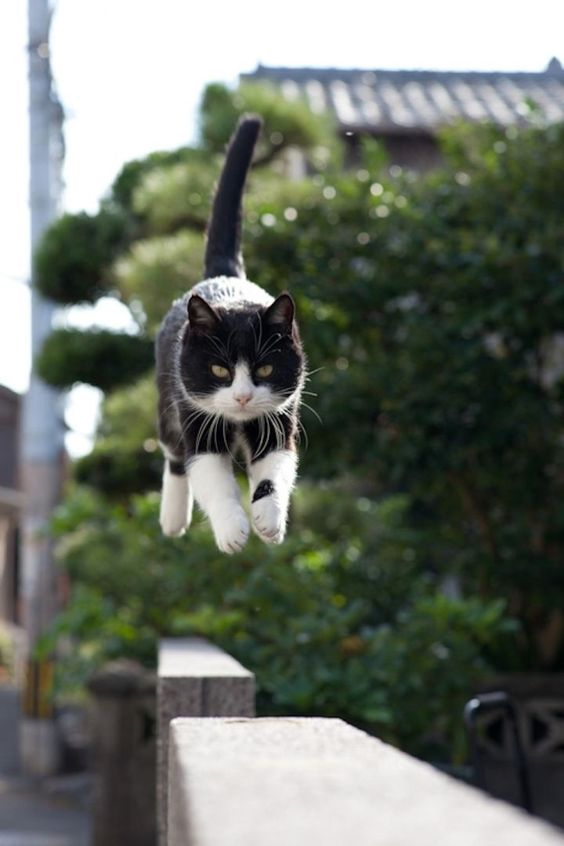 gentleeeeeeecat's tweet photo. 후쿠오카의 닌자
福岡の忍者 https://t.co/OaYxm0HLPe