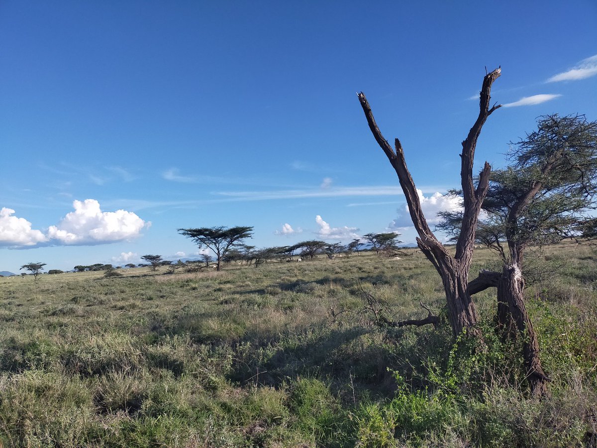 Happy_kulayo's tweet photo. The beuty of Shaba, the fountain of life for the wildlife. https://t.co/GBMMm5rAnD