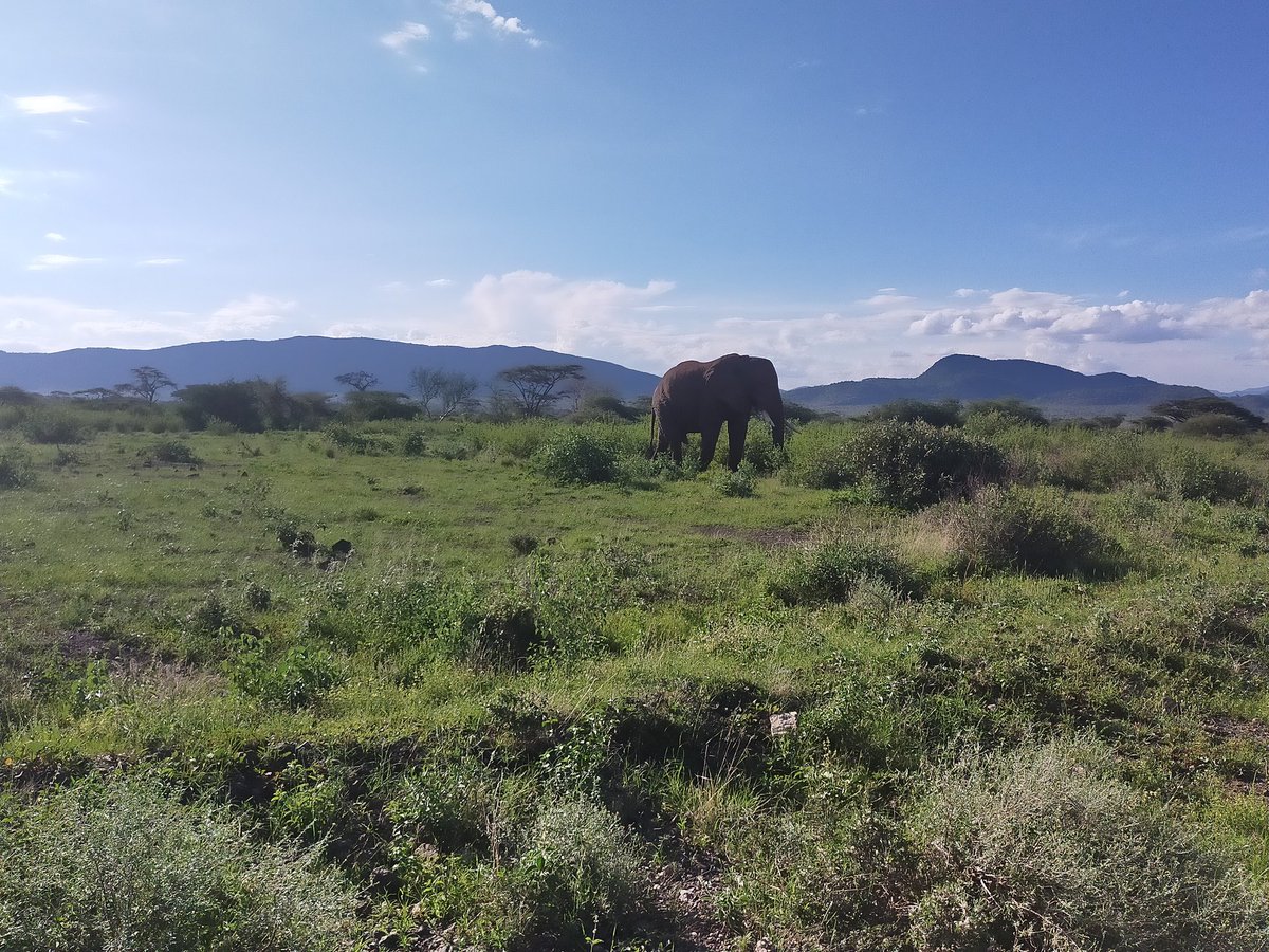 Happy_kulayo's tweet photo. The beuty of Shaba, the fountain of life for the wildlife. https://t.co/GBMMm5rAnD