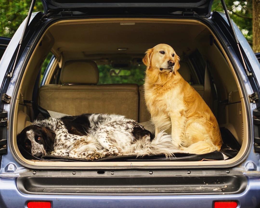 newhoudl's tweet photo. @MajorBiden @ChampBiden We have been waiting patiently for you to mark your new territory at the White House. We’re ready for a play date, and unlike some people we know, we have actually gotten a coronavirus vaccination, so no masks needed. #BidenHarris2020 @CityDogsRescue https://t.co/wfy5QQnQ3j