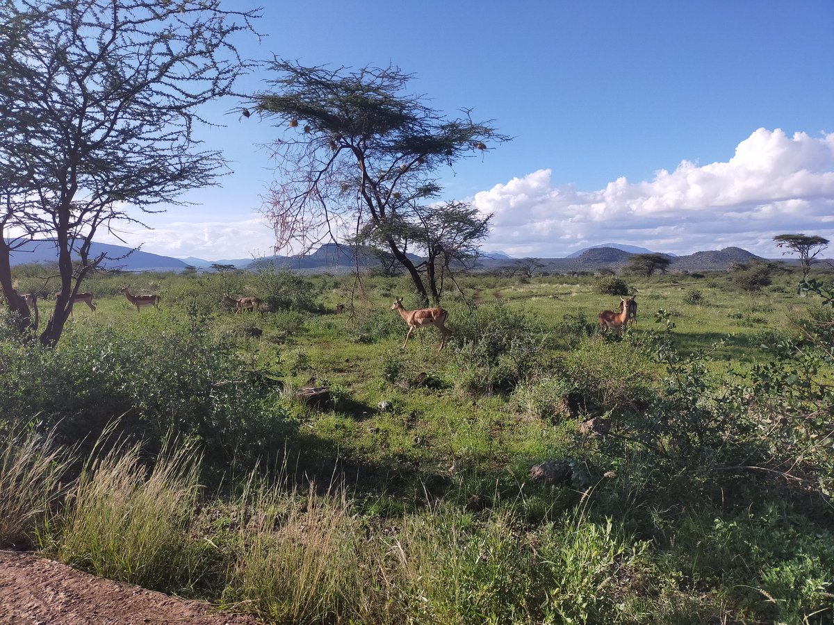 Happy_kulayo's tweet photo. The beuty of Shaba, the fountain of life for the wildlife. https://t.co/GBMMm5rAnD