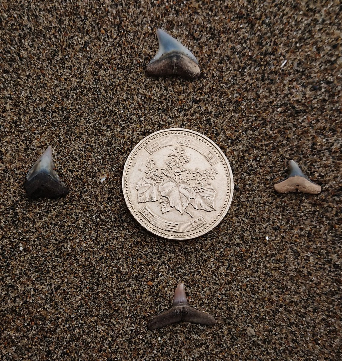 漂流物探検隊ドクロ団 返信ありがとうございます 近くにサメの歯化石ハンターがいましたが今日もやりました 漂流物探検隊ドクロ団 返信ありがとうございます 近くにサメの歯化石ハンターがいましたが今日もやりました