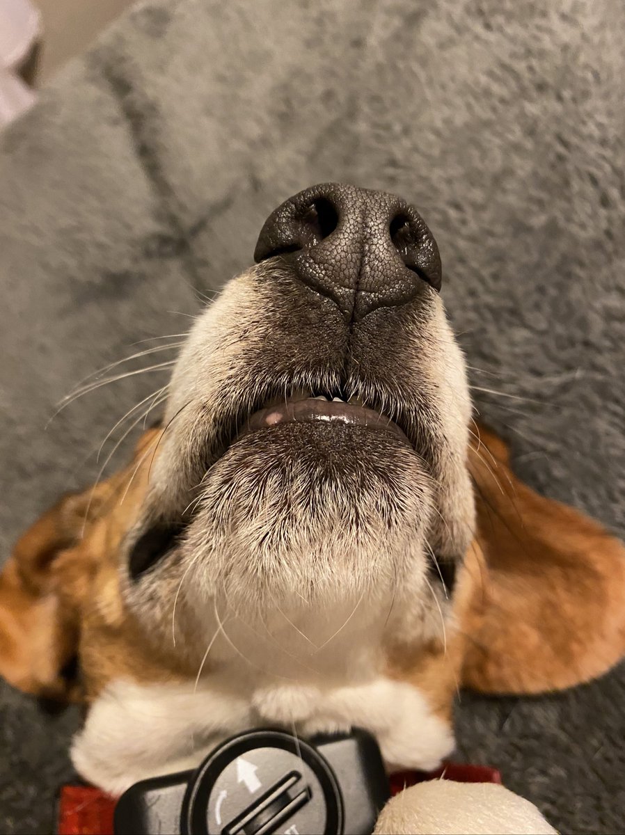 bloodmoonjord's tweet photo. violet says goodnight https://t.co/6TlRU05KQJ