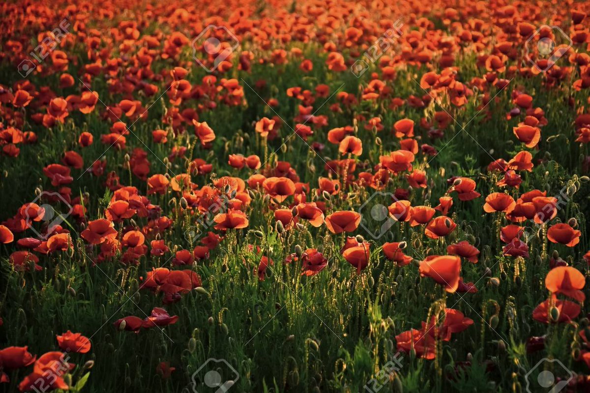 Mark K. Chee, Ph.D. tweet media