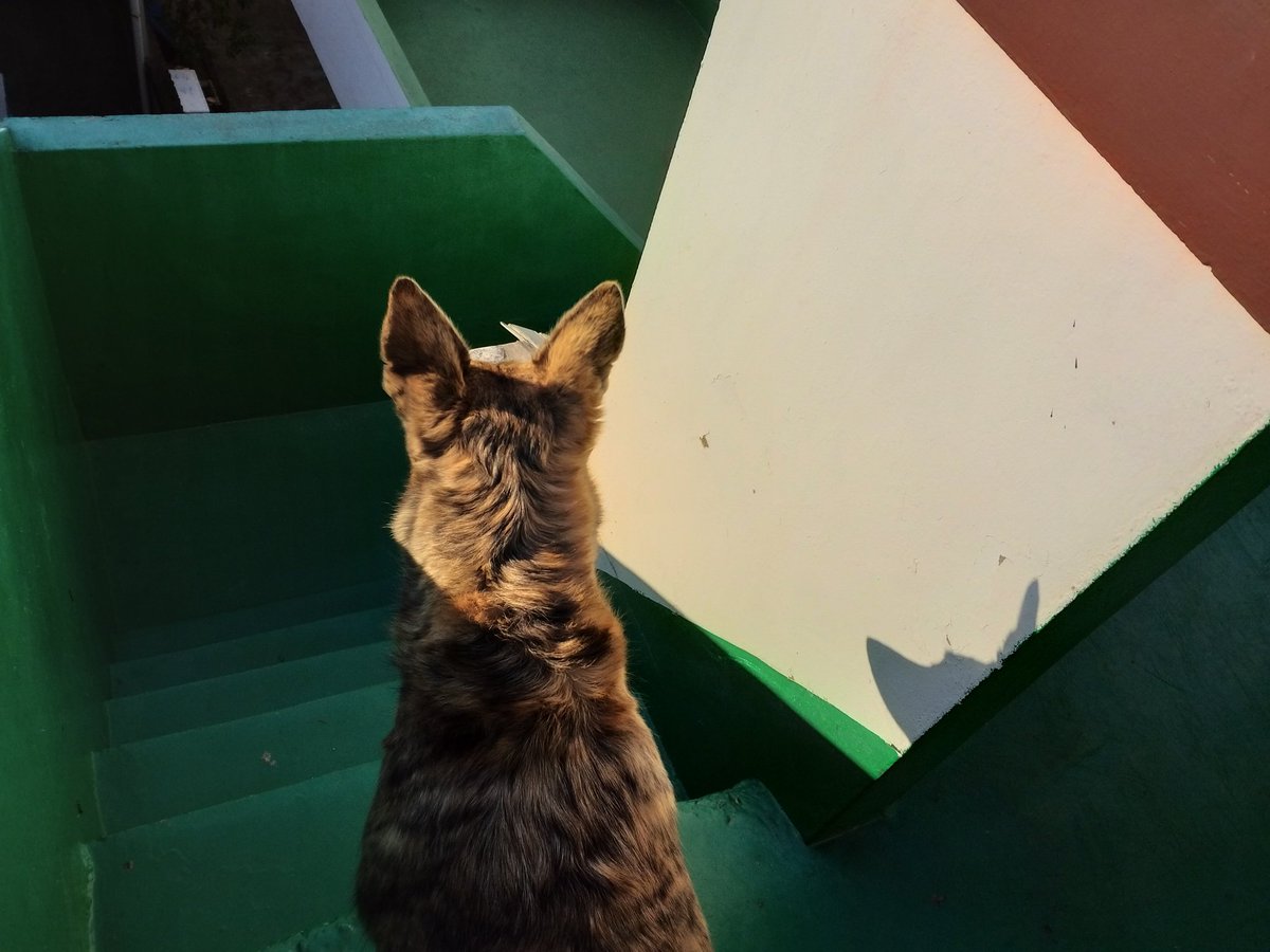 귀여운 우리 라떼 뒤통수 ㅋㅋㅋㅋ