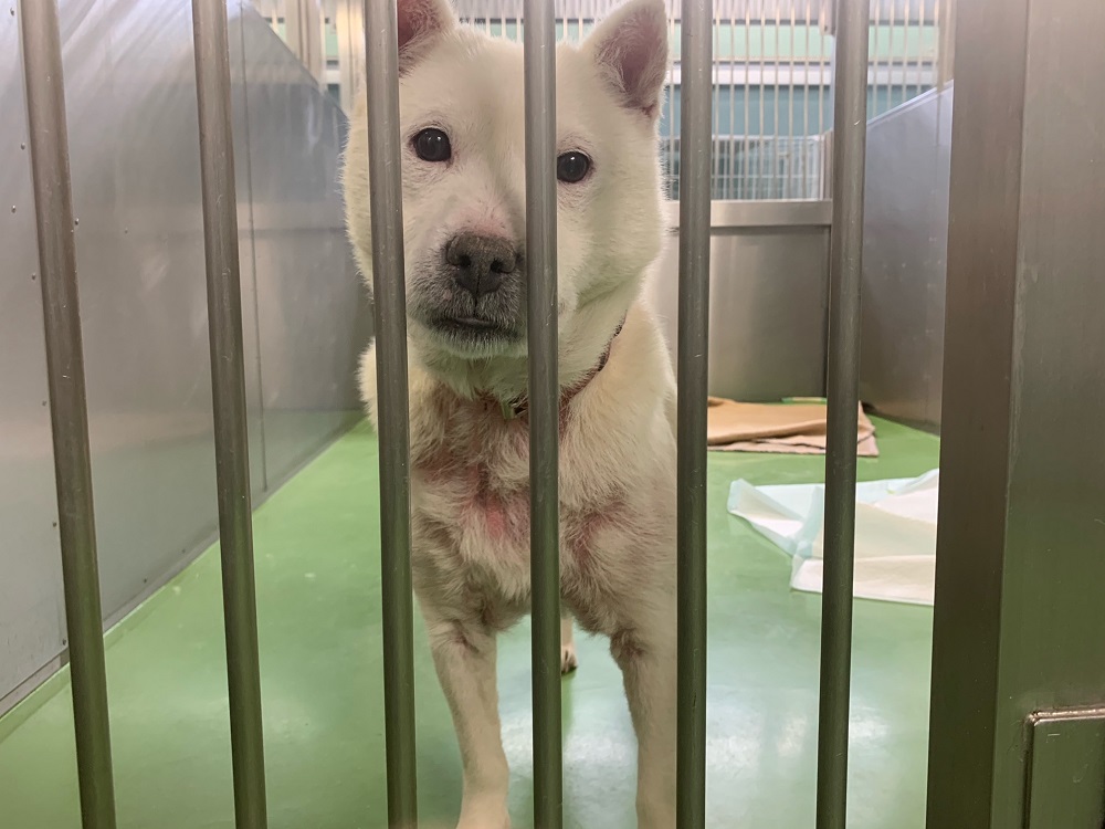 札幌市動物管理センター Sapporo Dobutsu Twitter 札幌市動物管理センター Sapporo Dobutsu Twitter