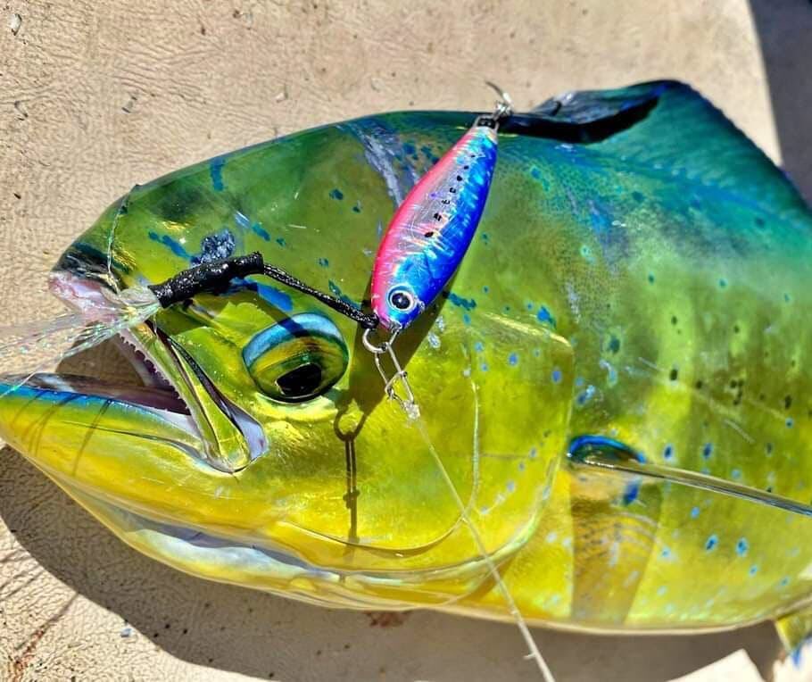palms_global's tweet photo. Mahi-mahi with The Dax in Italy 🇮🇹
Lure: The Dax, Blue pink color(MG-09)
Grazie Blue Springs @bluespringsitaly !!
#palms #palmsfishing #lightjigging #jigging #metaljig #metaljigs #mahimahi #mahimahifishing #mahimahifish #dolphinfish #fishingitaly #italyfishing @palms_japan https://t.co/WFdT7YQz3I