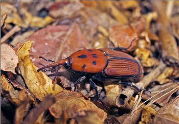iBioGen_project's tweet photo. Our #speciesoftheweek is #Rhynchophorus #ferrugineus, commonly known as the Red Palm Weevil. This beetle has originated from tropical Asia, but since the 1980s, it has spread to Africa, Europe, and America. #redpalmweevil #ibiogen #ucy #natural_history_museum #cnrs #csic #H2020 https://t.co/IXvYIREk7p