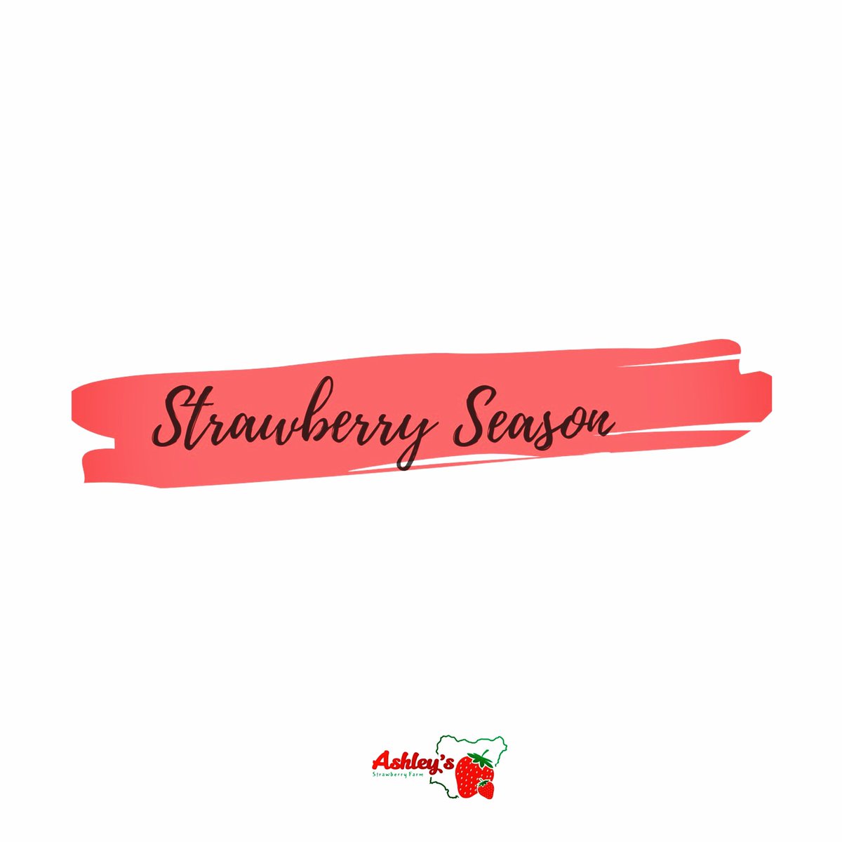 AshleysStrawB's tweet photo. It’s Officially Strawberry Season and we are super excited. 💃🏽

Stay tuned for all the details on how to order, delivery days, pick up locations and our first giveaway to kickstart the season. 
 
Tell a friend, we are your strawberry plug 🍓🍓🍓🙌🏽 https://t.co/dodEhrvEQF