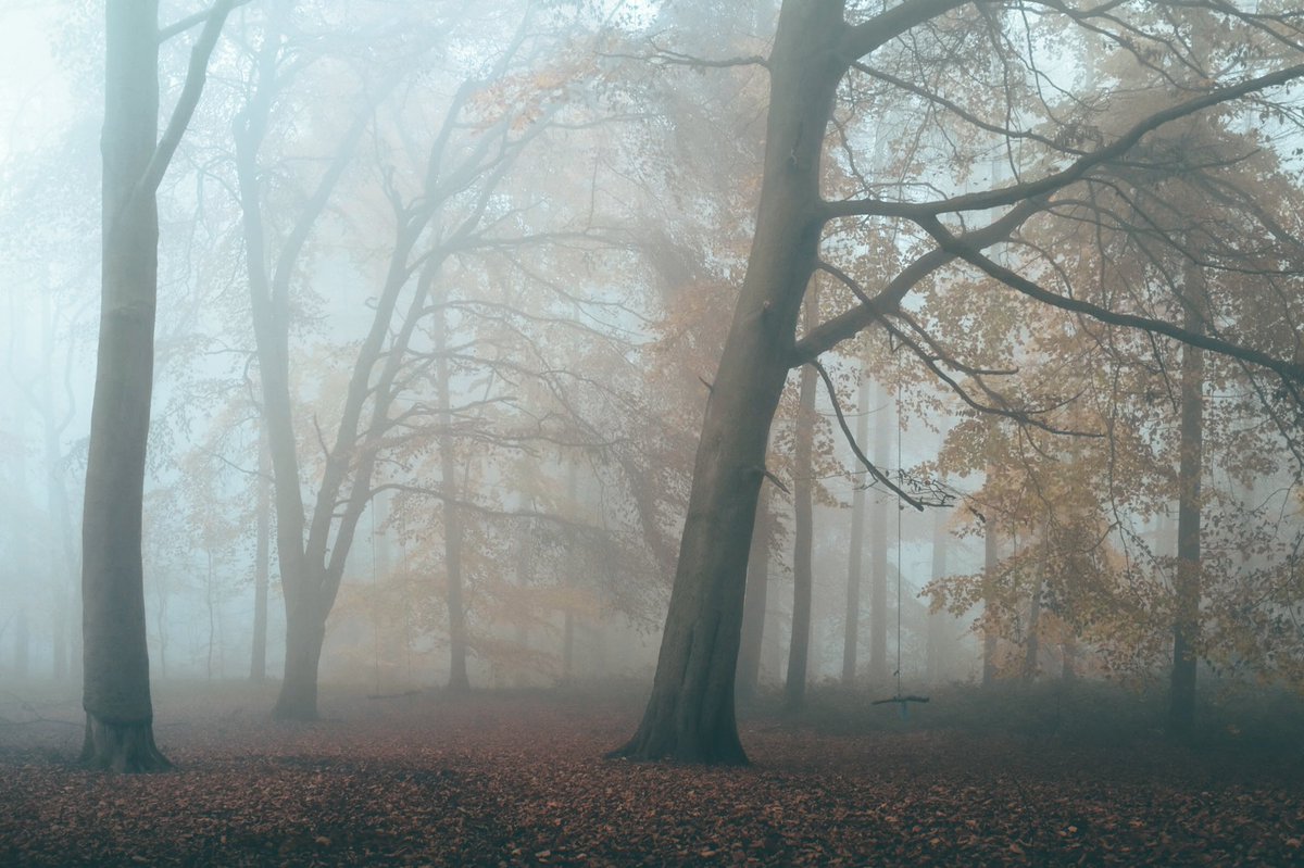 Been a stunning week of fog here in Yorkshire #sharemondays2020