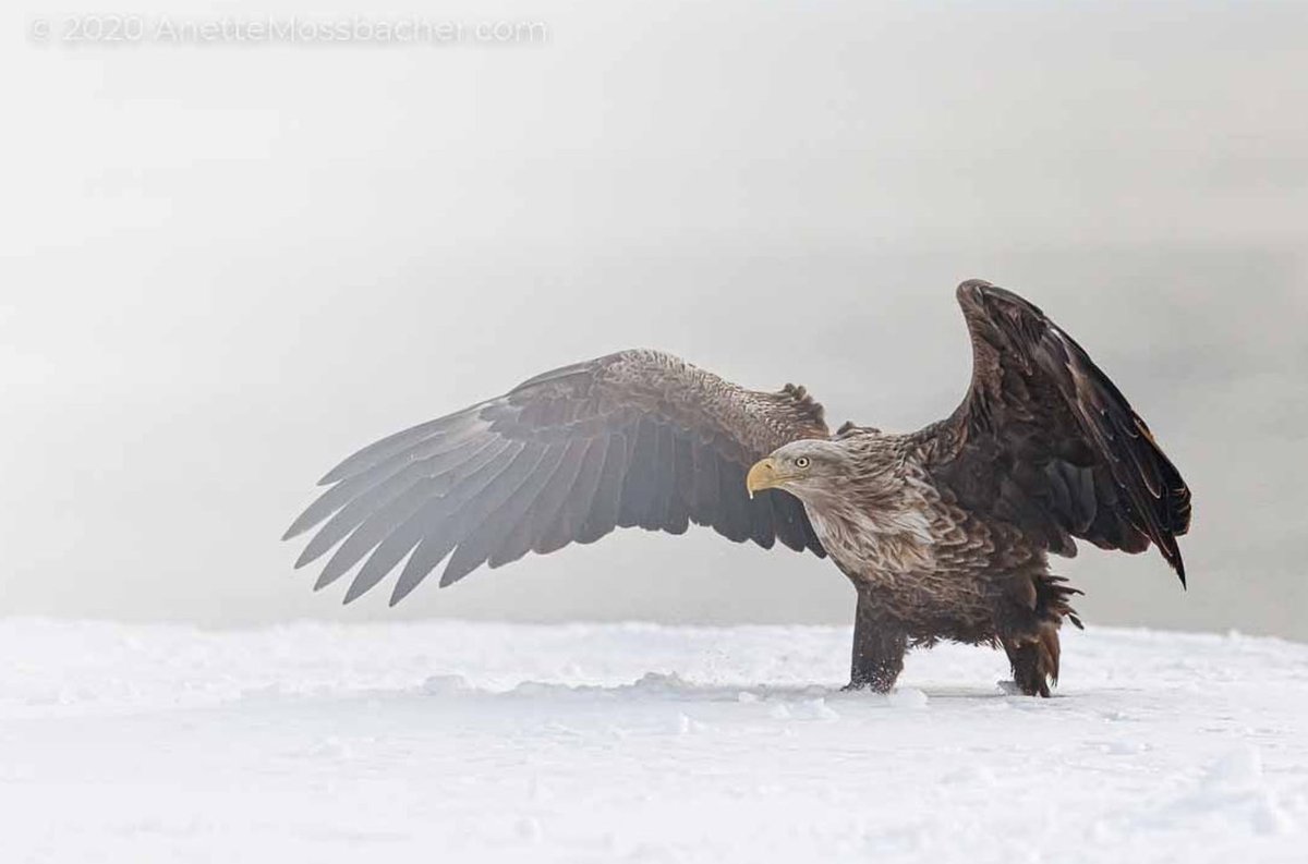 WildlifeMag's tweet photo. Photo of the Day: A white-tailed eagle in Hokkaido, Japan, by Anette Mossbacher.

If you would like your photo to be considered for Photo of the Day, use the hashtag #BBCWildlifePOTD. 
Find out more on our website: https://t.co/E48eufj7XU https://t.co/Wm33U83rz4
