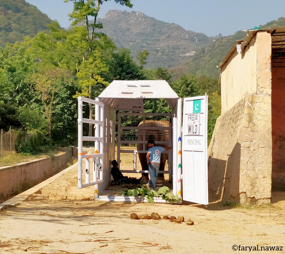Faryalhaque's tweet photo. #Kaavan crate training Dr. Amir &amp; Haarim (his assistant on field) for flying to Cambodia with him 😂😂
He just wants to make sure they both don't get left behind ☺️
@fourpawsint 
#elephantsincaptivity #freethewild #wildlifephotography #elephantrescue #natgeowild https://t.co/BofzDTysG0