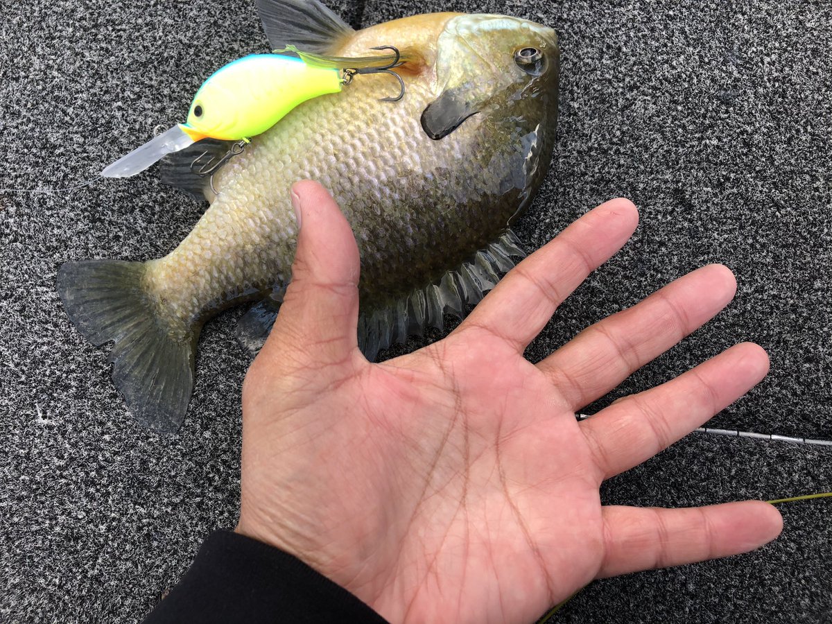 コリガンマグナム350