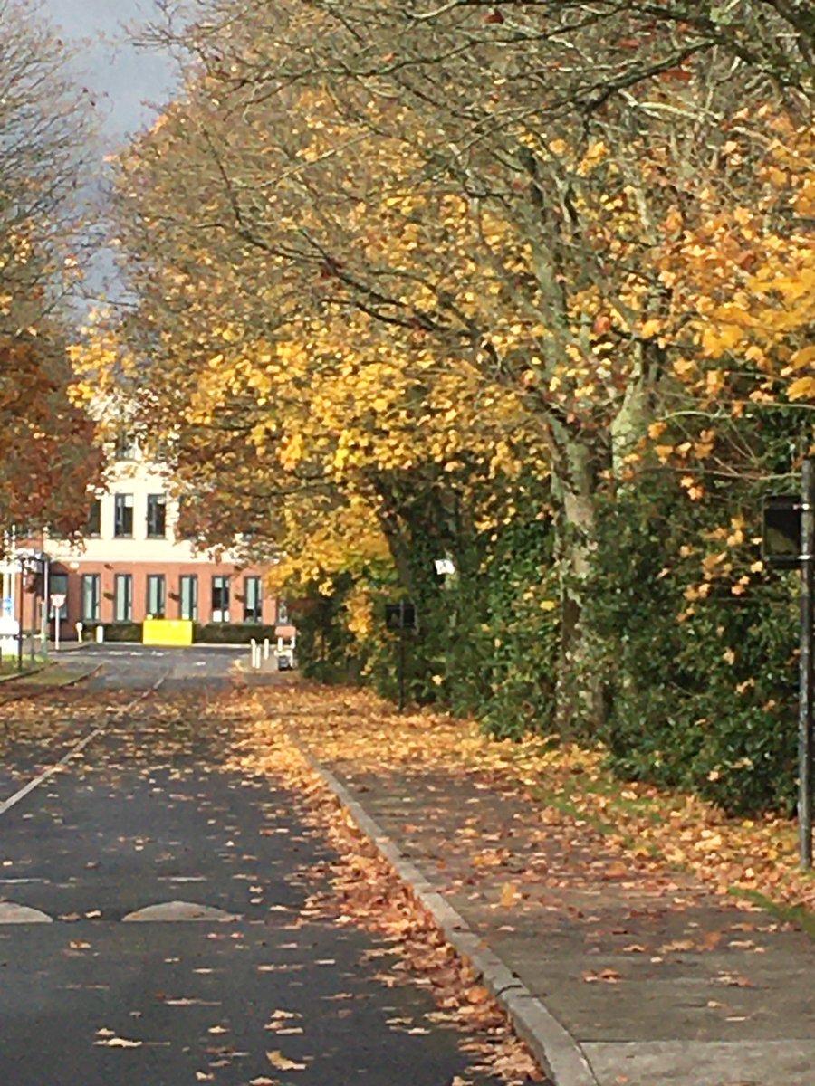 Jobrienjo's tweet image. There are thousands of leaves on the ground ,
Yellow red green orange and brown,
While walking I smile,
It shortens each mile,
And is reciprocated by most all around. 
#CovidLimericks #SmilingIsContagious @aobrien05  @roisinmeaney  @gillygirl707