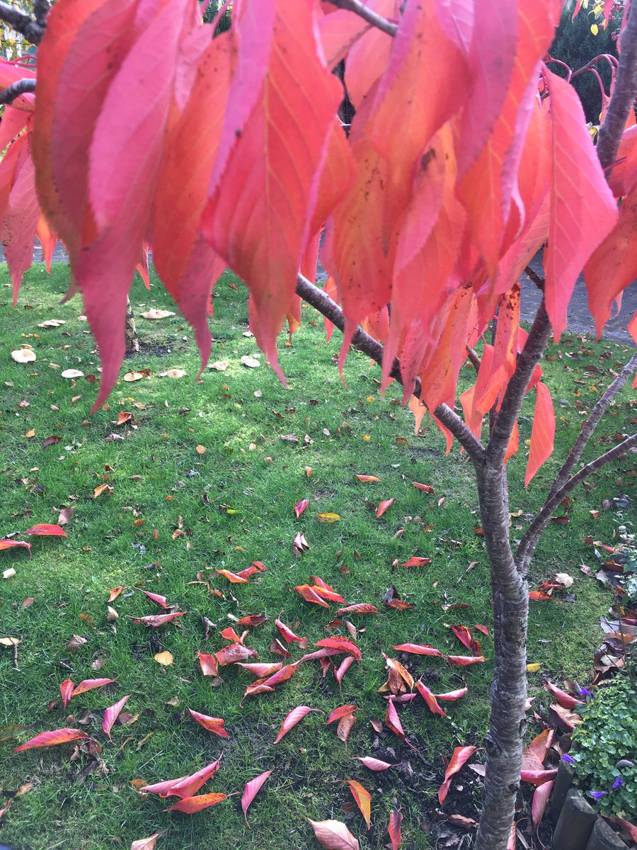 Jobrienjo's tweet image. There are thousands of leaves on the ground ,
Yellow red green orange and brown,
While walking I smile,
It shortens each mile,
And is reciprocated by most all around. 
#CovidLimericks #SmilingIsContagious @aobrien05  @roisinmeaney  @gillygirl707