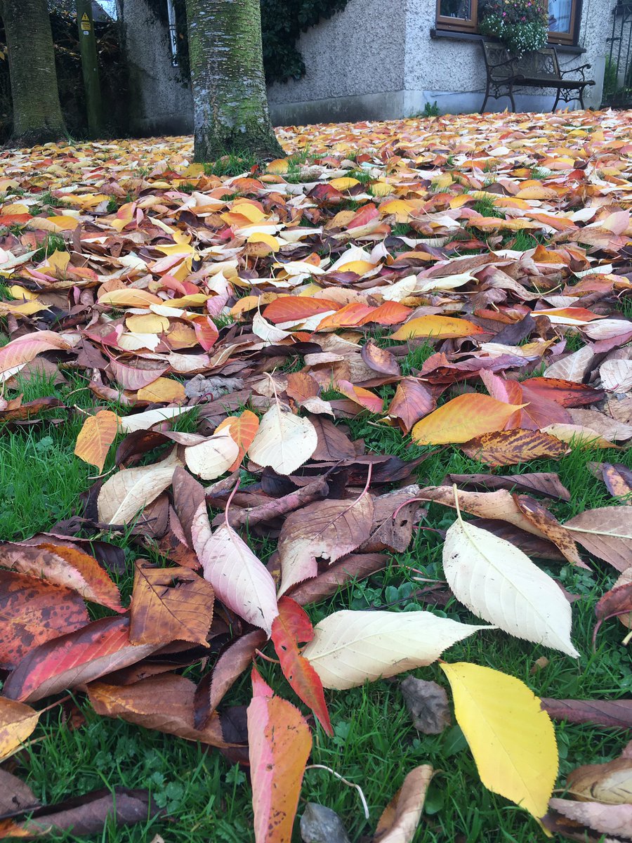 Jobrienjo's tweet image. There are thousands of leaves on the ground ,
Yellow red green orange and brown,
While walking I smile,
It shortens each mile,
And is reciprocated by most all around. 
#CovidLimericks #SmilingIsContagious @aobrien05  @roisinmeaney  @gillygirl707