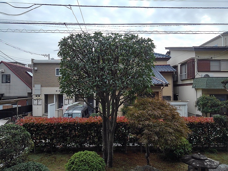 Oh 庭ya おにわや キンモクセイの透かし剪定 埼玉支店の宮永です 刈込みで仕上げると枝が込み合ってくるため 剪定ですっきりさせてほしい とのご要望です 枝の数を減らし お客様の好みの樹形で仕上がるように気を付けながら お手入れいたし