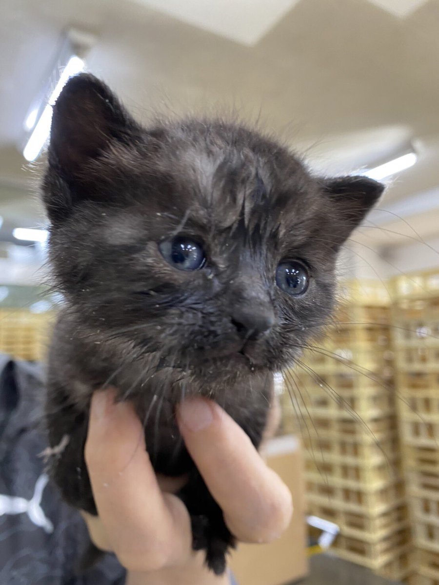 かごにゃん 里親募集カフェ 生後2ヶ月の子猫を保護しています ノミダニ駆除済み ワクチン5種1回目済み 里親募集します 健康状態は良好です グレーのもふもふでかわいい猫ちゃんです お店にはいませんので 興味のある方 ご連絡お待ちしてい