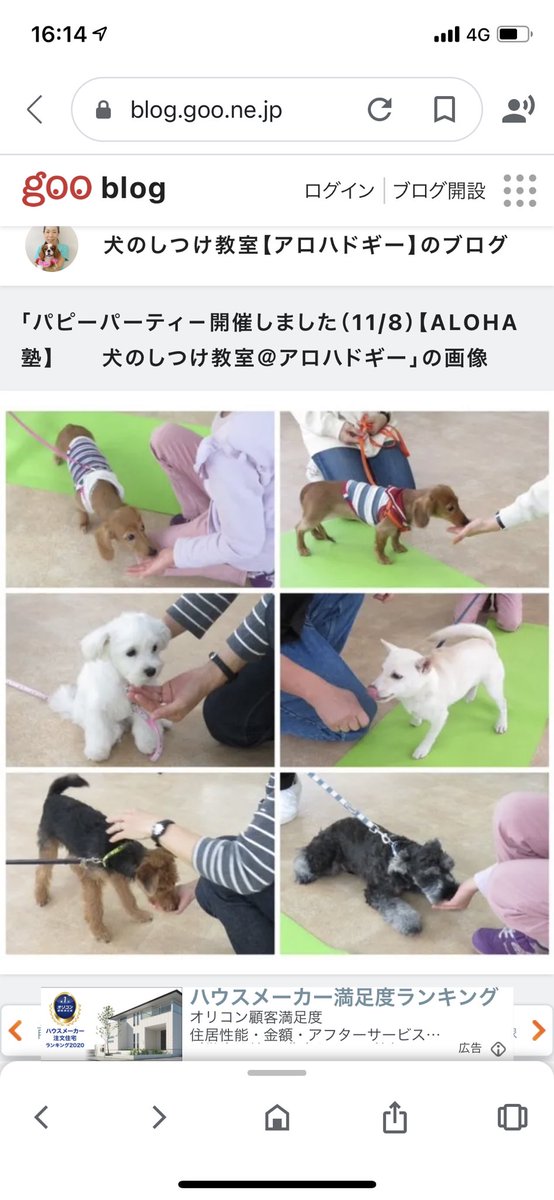 単なるおじさん 娘達は やっぱり動く犬に敏感で 怖いのかビビリなのか 終始吠えてた でも 色々頑張ってくれてました 色んな所に連れて遊ばせてあげないとダメだな って思いましたね アロハドギー パピーパティー
