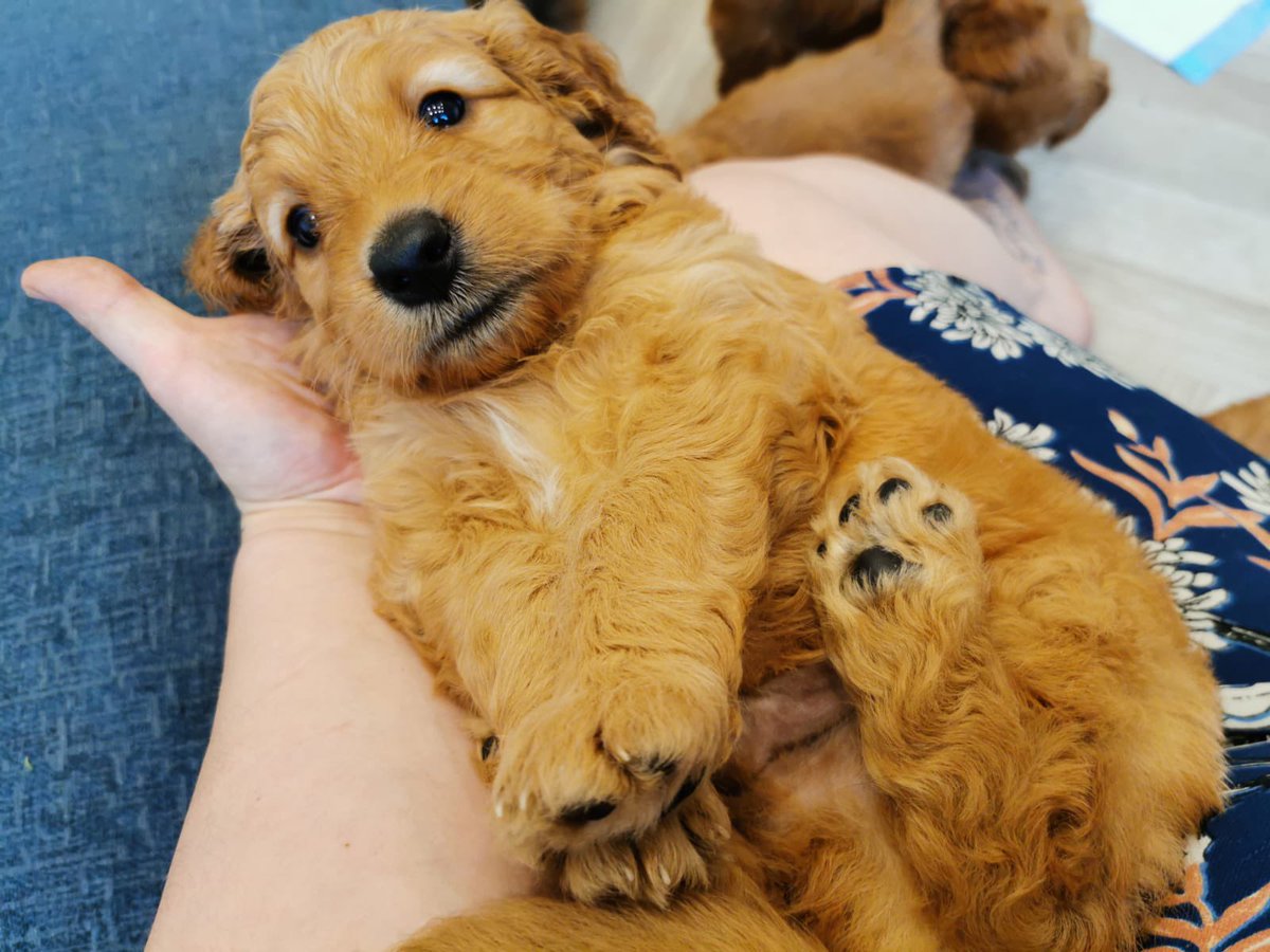 Elly Nettleton (Greaney) tweet media