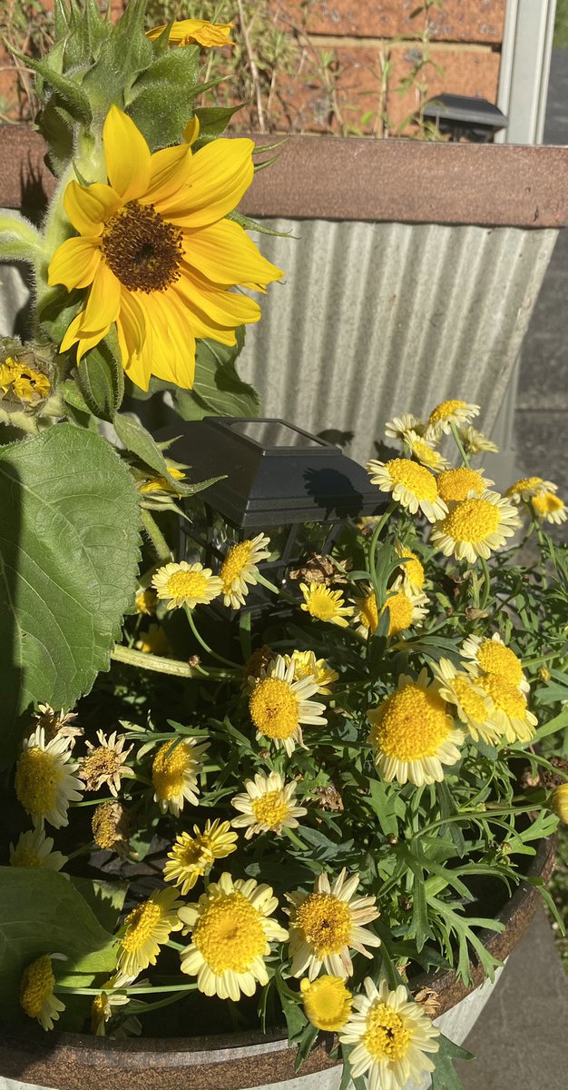 sandytrustteach's tweet photo. Who cannot love yellow? 
I might become a gardener after all! #mindfulness #hope #strength #happyplace #gorgeousarvo #mindandintellect #brightandlight #lifegiving https://t.co/l5rJMB6wQ4