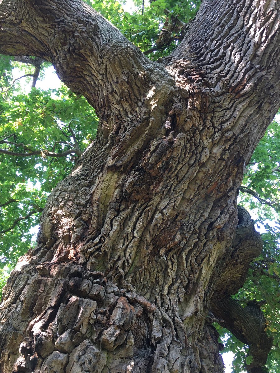 Garden_Heritage's tweet photo. A downhearted oak tree....
#MondayMorning
#TreesWithFaces https://t.co/nsTAbMrVUO