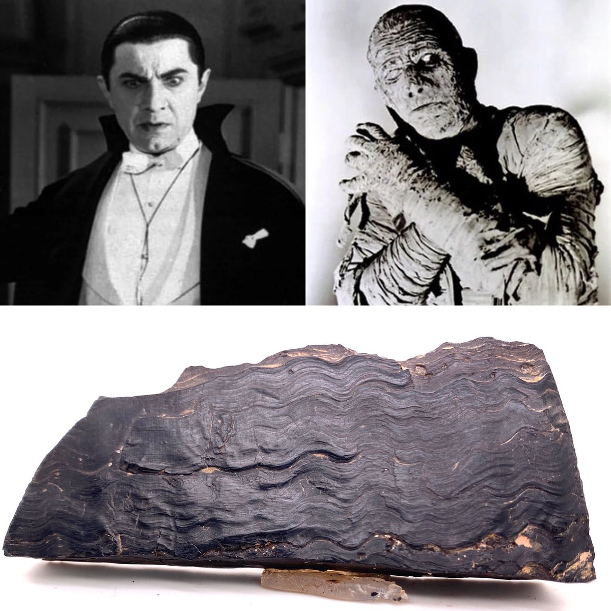 JetSarah's tweet image. I’ve spent years referring to Whitby jet as ‘something once alive, now preserved for eternity in death, almost vampiric, only for someone now to suggest what we have on our hands is a case of mummification. Imagine the horror...
#whitbyjet #fossilwood #mummifiedwood