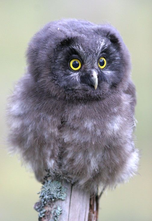 OwlsEveryHour's tweet photo. #OwlHour https://t.co/iCx8gwjmx3