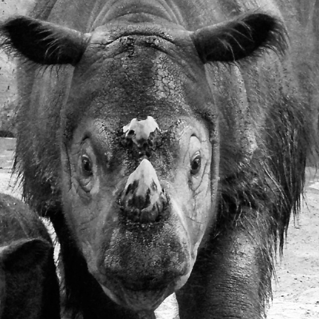 rhinoslaststand's tweet photo. #MondayAnswers - The smallest rhino species is the Sumatran rhino. It grows between 8 - 10 feet (2.5 - 3 m) in length and up to 4.8 feet (1.5 m) in height (hoof to shoulder). 

#Stand with us and fight for the rhinos! - https://t.co/Wzy2wAMRuj https://t.co/4Sr4Ealx9e