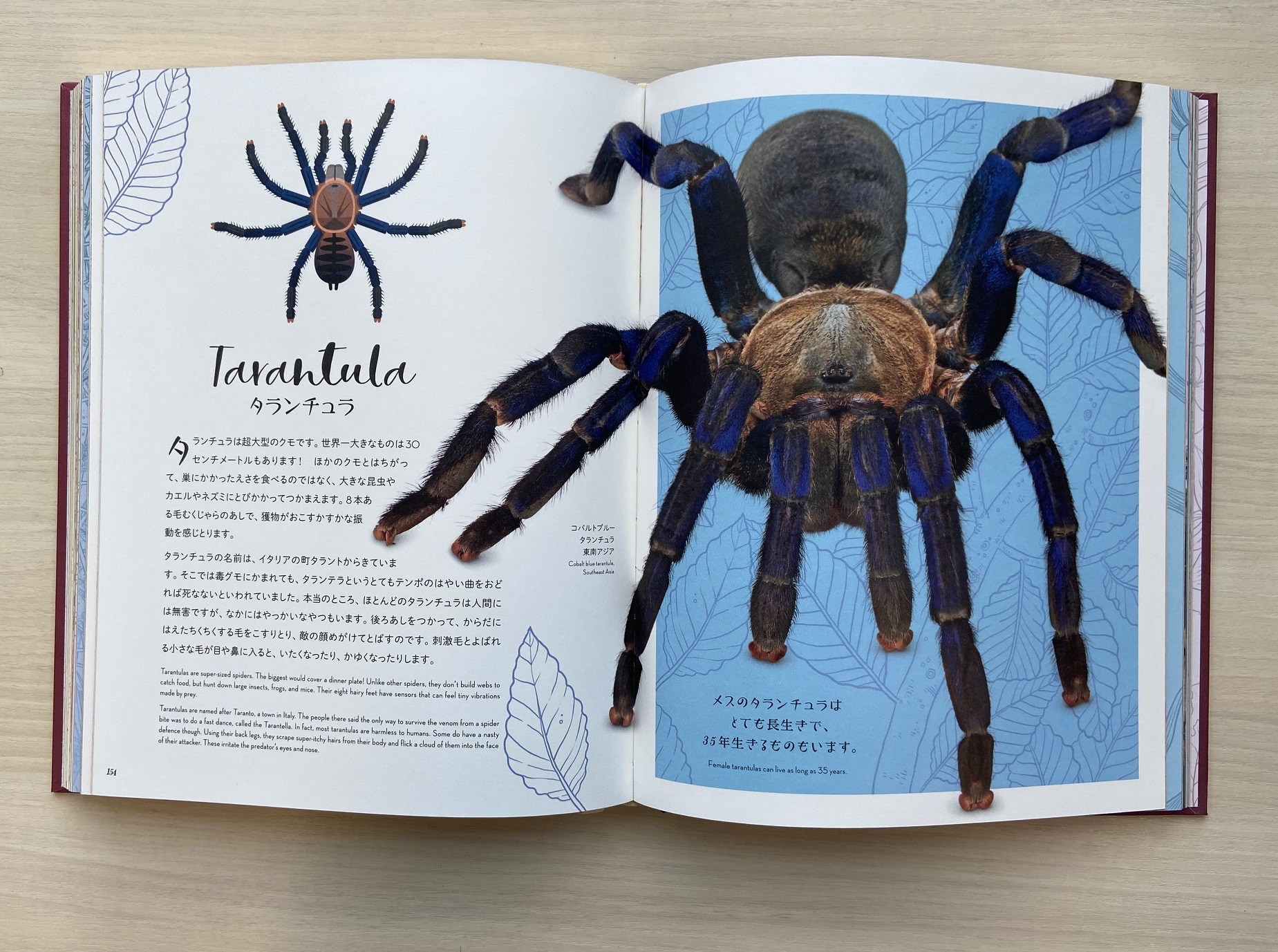 うつくしすぎる自然博物&うつくしすぎる世界の動物 うつくしすぎる世界の動物」「うつくしすぎる自然博物」日本語版