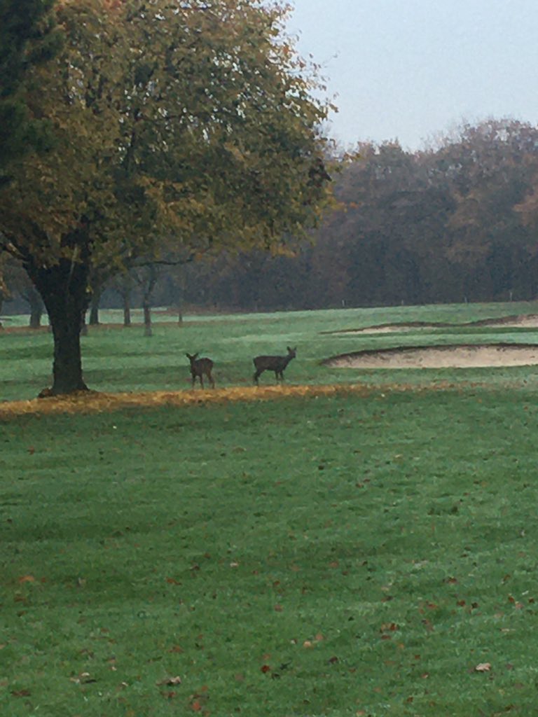 Roe deer having breakfast on the 2nd hole this morning, beautiful to see 👌⛳️ #golflancashire #nature