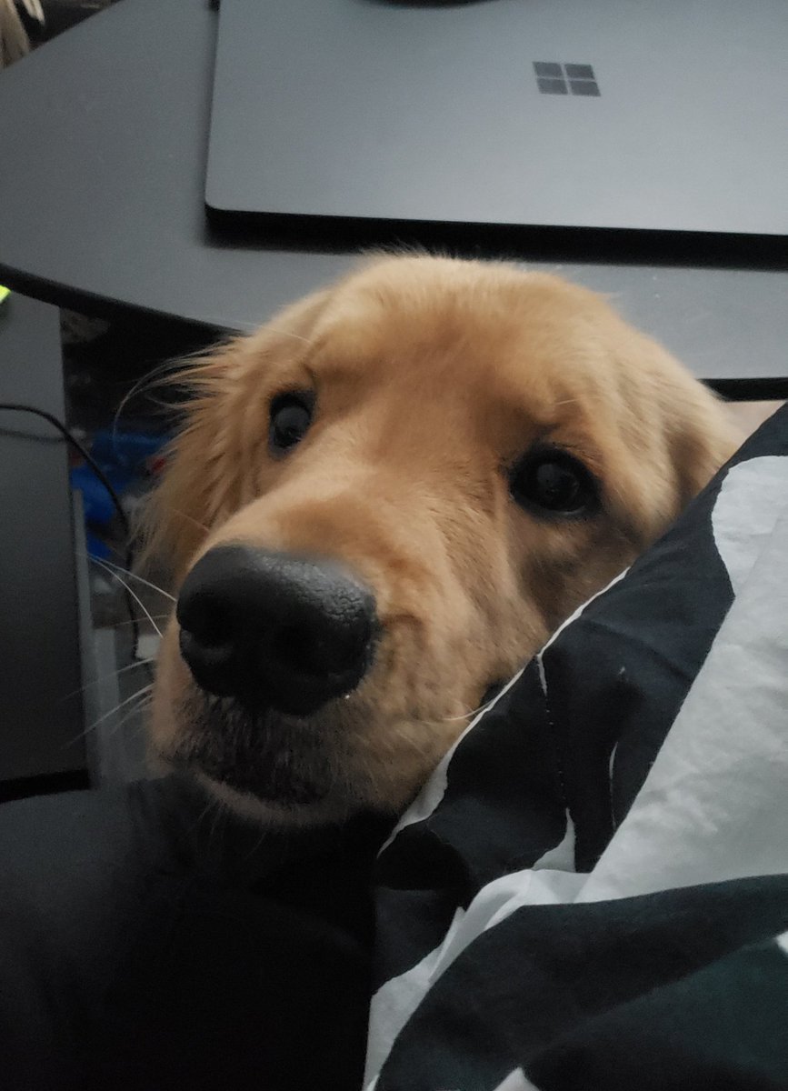 MatHeisler's tweet photo. When your dog wants some attention and decides to wake you up. 

#cute #goldenretriever https://t.co/Nf9xxZ345W