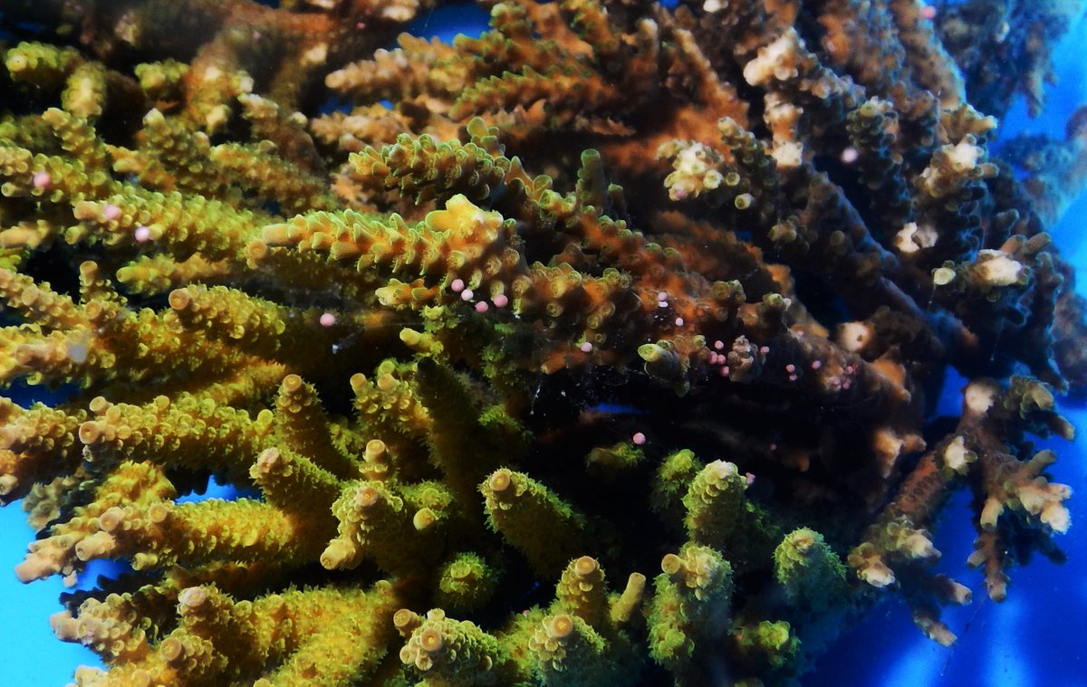 FedeMaggions's tweet photo. Very exited to observed coral spawning and successfully rear some planulae. Thanks to @AquariumDLagons who helped us to achieve this result. 
Colonies come from #Bourakélagoon, a natural laboratory  to study effects of #climatechange @RMetalpa @cinzia_alessi_ @UMREntropie @ird_nc https://t.co/b2NTPivSj1