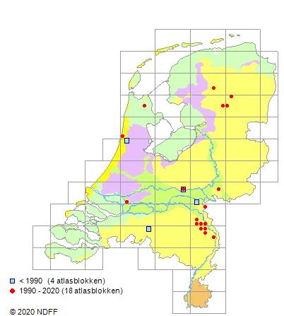 urbane_natuur's tweet photo. Wit tandzaad (Bidens pilosa) 'n successoort uit trop. Amerika, nu in Ned. Vooralsnog is 't 'n sporadisch onkruid in akkers met Afrikaantjes ('n teelt tegen wortelaaltjes) ... maar de soort heeft ook stedelijk aspiraties, zoals blijkt in Zaandam! https://t.co/6YOSJfWuGN