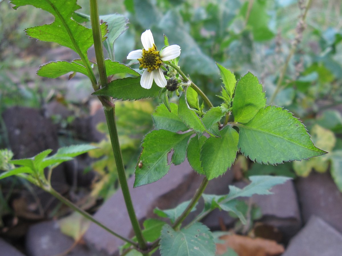urbane_natuur's tweet photo. Wit tandzaad (Bidens pilosa) 'n successoort uit trop. Amerika, nu in Ned. Vooralsnog is 't 'n sporadisch onkruid in akkers met Afrikaantjes ('n teelt tegen wortelaaltjes) ... maar de soort heeft ook stedelijk aspiraties, zoals blijkt in Zaandam! https://t.co/6YOSJfWuGN