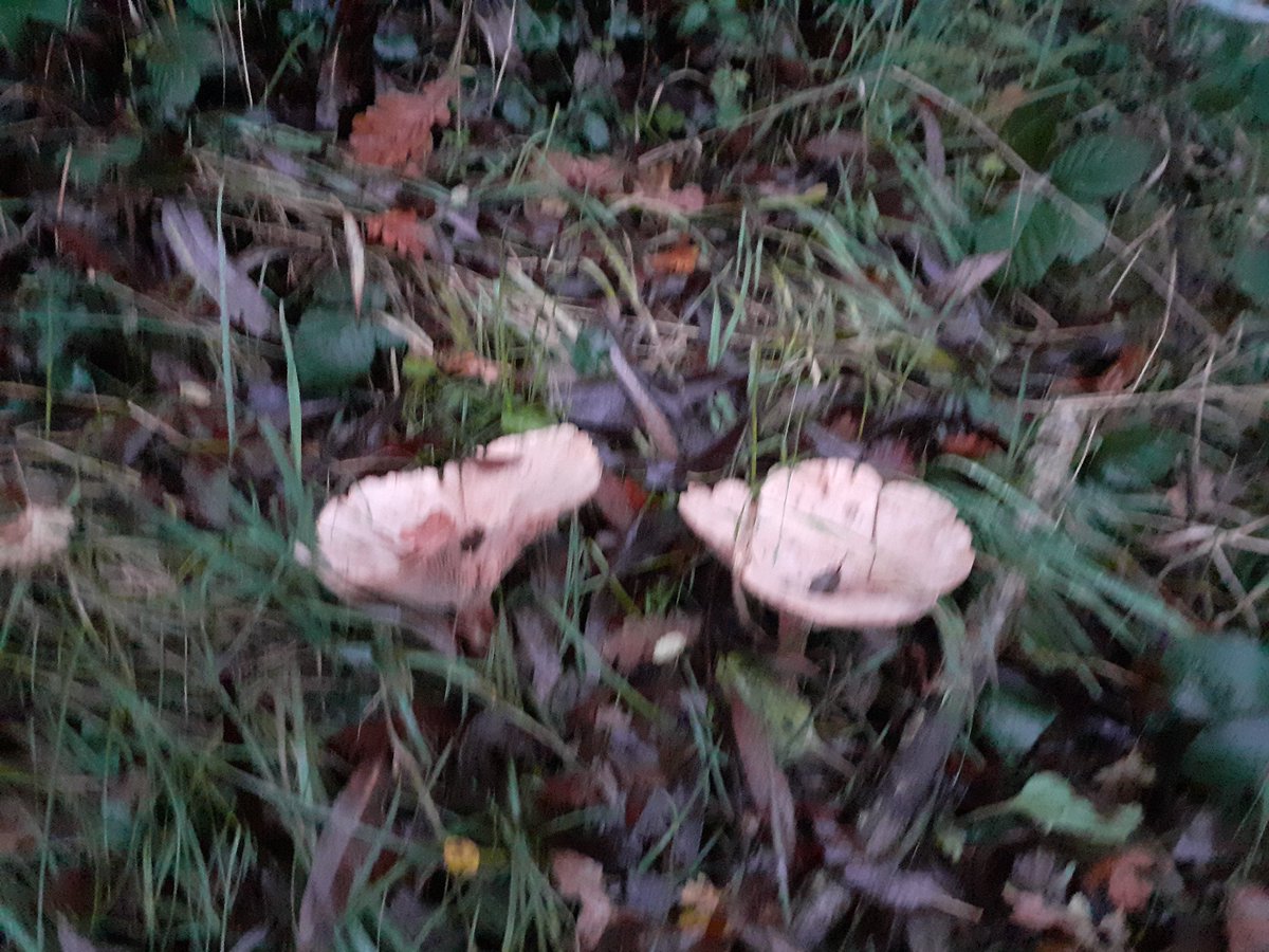SandhillsCommu1's tweet photo. @sosgnob @bayswaterbrook Saw these on morning run today #bitblurry #wasonthemove https://t.co/FdtBWkXdKz