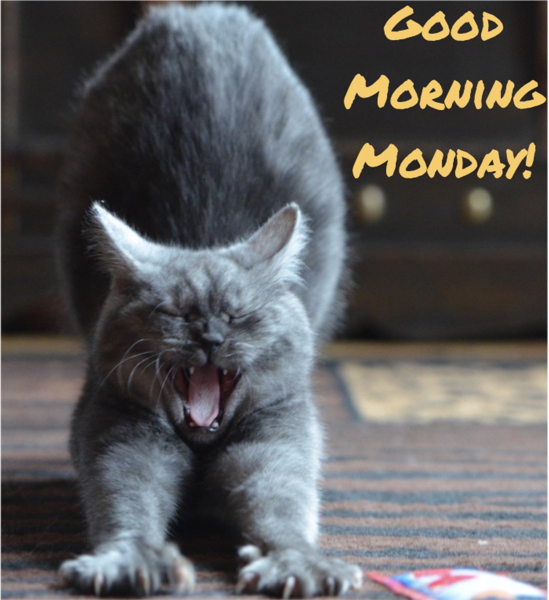 ConkersPets's tweet photo. Good Morning!! Hope everyone is doing ok! ππΌ #goodmorning #checkingin #howseveryonedoing #felixstowe #community #loveyourhighstreet #shoplocal #family #friends #conkers #conkerspets https://t.co/Eqszp0Jqi3