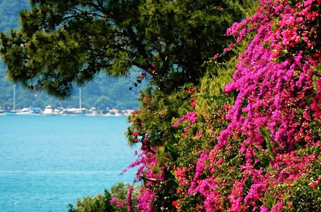 BodrumBel's tweet photo. Bodrum renklerinin güzelliğinde bir hafta dileriz. 💙🌺
#BegonvilKentiBodrum #BodrumuKeşfet #Pazartesi https://t.co/Ko68l2yfII