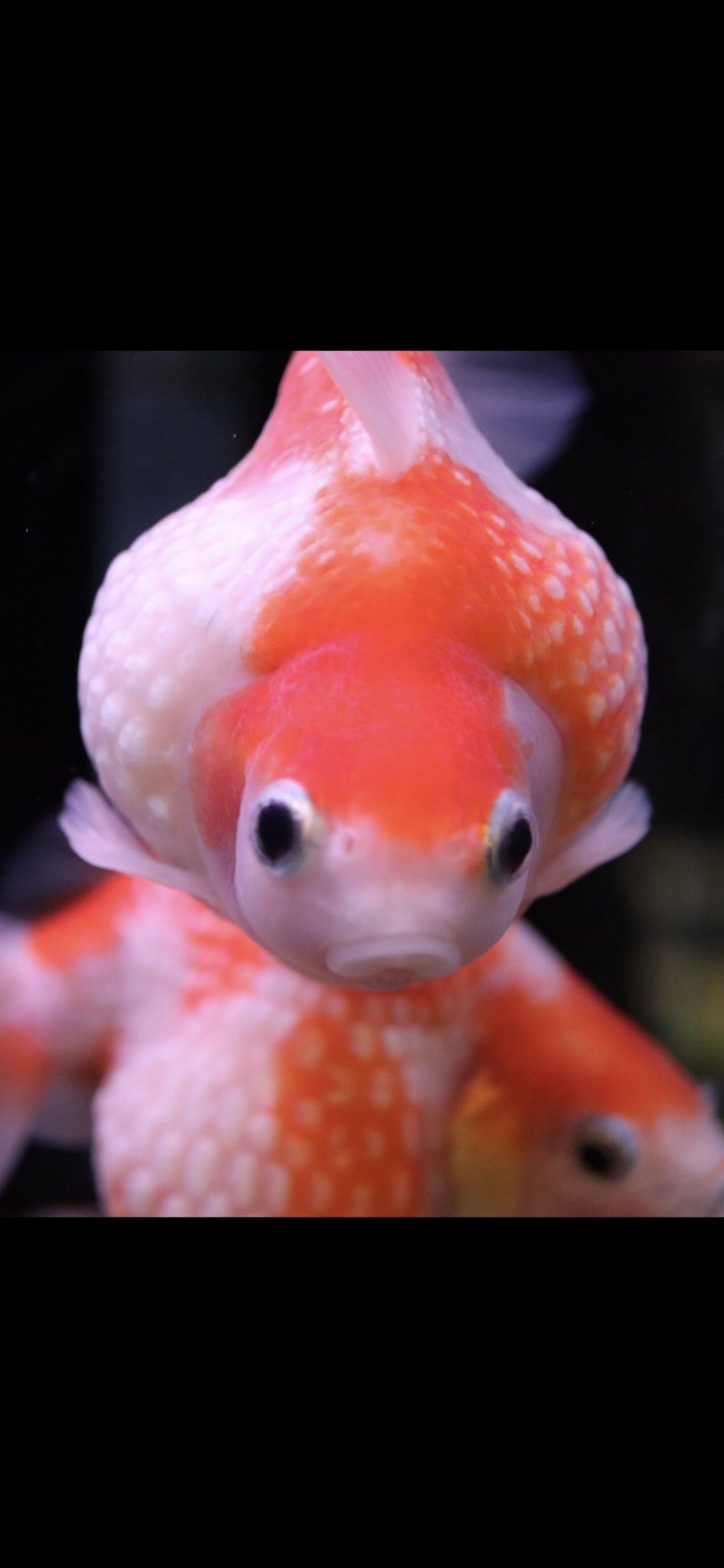 マッドマン川崎大師店 ピンポンパール パール 真珠のスケール 鱗を持つピンポン玉 見た目通りの名前 大食漢に見えるけれど食べさせ過ぎは禁物の品種です ピンポンパール 金魚好き 金魚販売 ぴんぽんぱーる可愛い ホームズ川崎大師 マッドマン