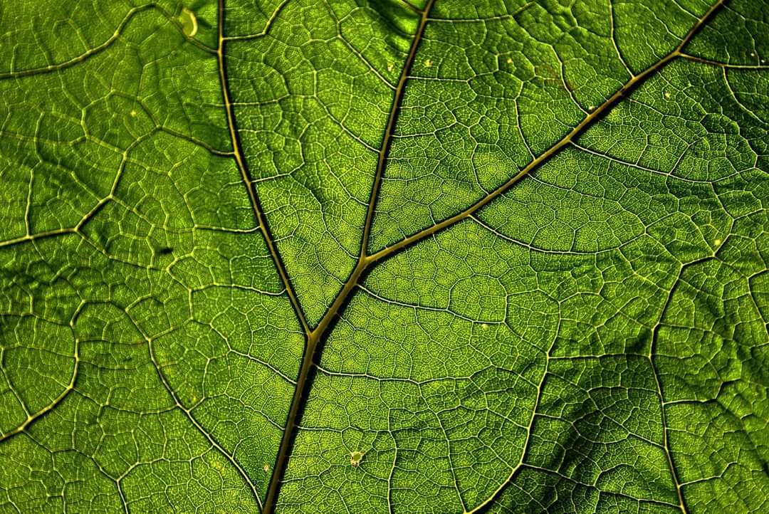 EcoplanetBio's tweet photo. #ECOPLANET🌎♻️✅
La mejor y más eficiente célula fotovoltaica jamás imaginada existe, es gratis, proporciona oxígeno, limpia el aire que respiras y refresca el ambiente. https://t.co/IPklocywSo